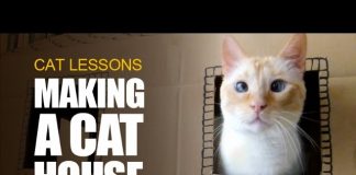 Kartondan Kedi Evi Yapımı - Hobi Dünyası - 