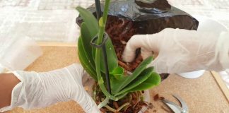 Orkide Çoğaltma Nasıl Yapılır? - Pratik Bilgiler - çiçek bakımı püf noktaları orkide bakımı nasıl yapılır orkide keiki nasıl ayrılır video orkide suda köklendirme