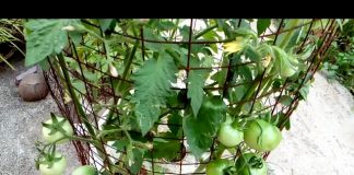 Saksıda Domates Nasıl Yetiştirilir? - Kendin Yap - bahçede domates nasıl yetiştirilir saksıda domates sulama saksıda salatalık sırık domates nasıl yetiştirilir