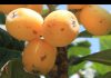 Saksıda Yenidünya - Pratik Bilgiler - yenidünya çekirdeği nasıl ekilir yenidünya meyvesi nerede yetişir yenidünya nasıl yetiştirilir