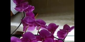 Orkide Tohumu Çimlendirme - Pratik Bilgiler - orkide tohumu orkide tohumu filizlendirme orkide tohumu nasıl çimlendirilir orkide tohumundan nasıl yetiştirilir orkidenin tohumu olur mu