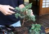 Bonsai Ağacı Nasıl Yapılır? - Geri Dönüşüm Projeleri - bonsai ağacı nasıl şekillendirilir bonsai ağacı nasıl yetiştirilir bonsai ağacı nedir çam fidanından bonsai yapımı daldan bonsai yapmak fidandan bonsai yapımı