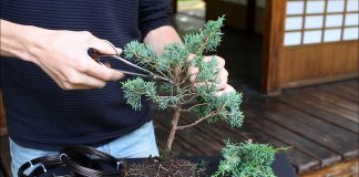 Bonsai Ağacı Nasıl Yapılır? - Geri Dönüşüm Projeleri - bonsai ağacı nasıl şekillendirilir bonsai ağacı nasıl yetiştirilir bonsai ağacı nedir çam fidanından bonsai yapımı daldan bonsai yapmak fidandan bonsai yapımı
