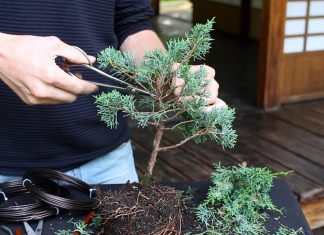 Bonsai Ağacı Nasıl Yapılır? - Geri Dönüşüm Projeleri - bonsai ağacı nasıl şekillendirilir bonsai ağacı nasıl yetiştirilir bonsai ağacı nedir çam fidanından bonsai yapımı daldan bonsai yapmak fidandan bonsai yapımı