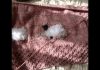 Kuzu Desenli Battaniye - Örgü Modelleri - koyunlu bebek battaniyesi yapılışı kuzu işlemeli battaniye kuzu motifli battaniye kuzulu battaniye yapımı kuzulu motifli battaniye yapılışı