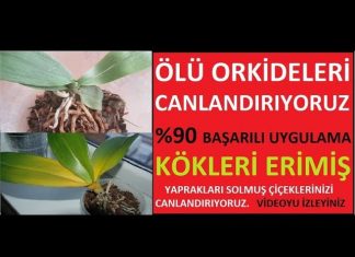 Kökleri Kurumuş Orkide Nasıl Canlandırılır?