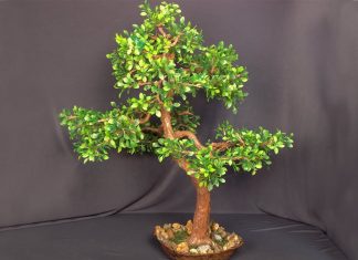 Bonsai Ağaç Nasıl Yapılır?