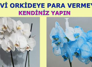 Beyaz Orkide Nasıl Mavi Yapılır?