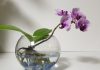 Fanusta Orkide Yetiştirme