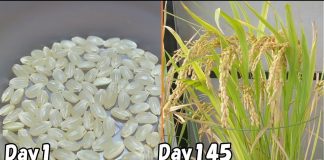 Saksıda Pirinç Nasıl Yetiştirilir?