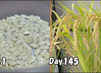 Saksıda Pirinç Nasıl Yetiştirilir?