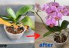 Kurumuş Orkide Canlandırma