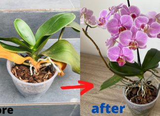 Kurumuş Orkide Canlandırma