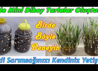 Evde Sarımsak Yetiştirme